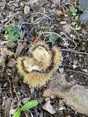 Castanea mollissima