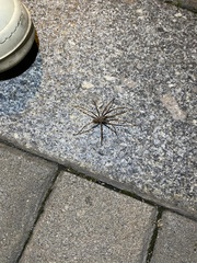 Tegenaria ferruginea