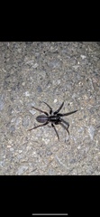 Segestria florentina