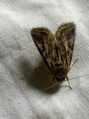 Spodoptera littoralis