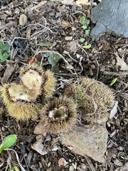 Castanea mollissima
