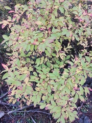 Vaccinium membranaceum