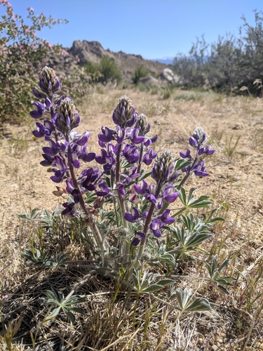 Image of Lupinus magnificus by (c) Alaina Krakowiak, some rights reserved (CC BY)