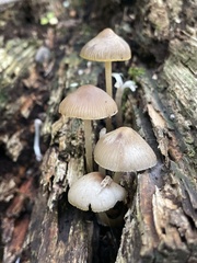 Mycena galericulata