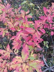 Vaccinium membranaceum