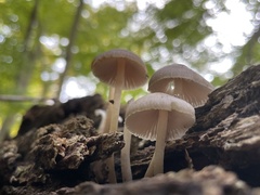 Mycena galericulata