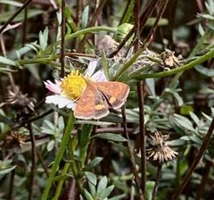 Pyrausta californicalis