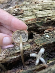 Mycena galericulata
