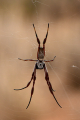 Trichonephila edulis