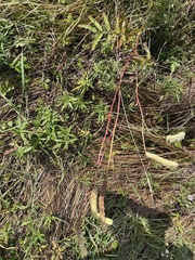 Sanguisorba canadensis