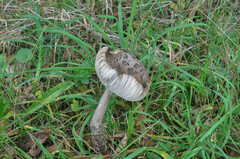 Amanita ceciliae