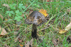 Amanita ceciliae