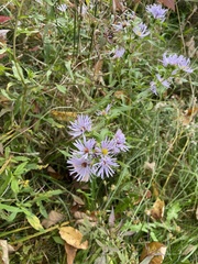Symphyotrichum puniceum