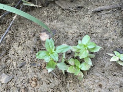Gratiola virginiana