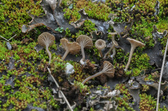 Arrhenia rickenii