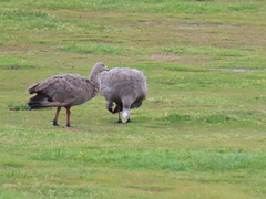 Cereopsis novaehollandiae