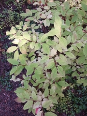 Vaccinium membranaceum