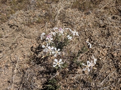 Phlox stansburyi