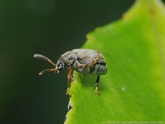 Acanthoscelides obtectus