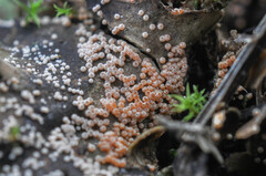 Lasionectria lecanodes