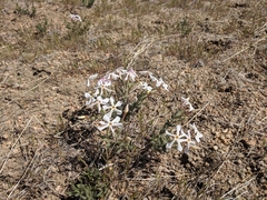 Phlox stansburyi