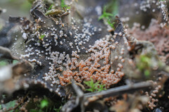 Lasionectria lecanodes