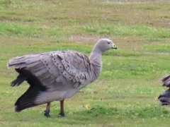 Cereopsis novaehollandiae