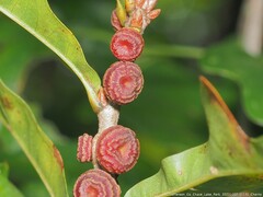 Kokkocynips difficilis