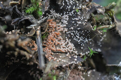 Lasionectria lecanodes