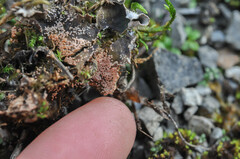 Lasionectria lecanodes