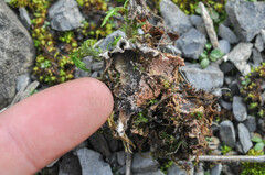 Lasionectria lecanodes