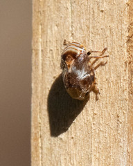 Clastoptera obtusa