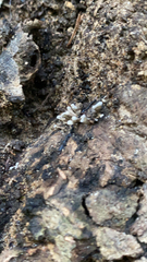 Arcyria cinerea