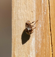 Clastoptera obtusa