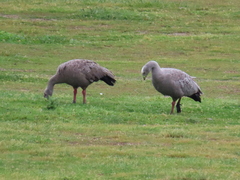 Cereopsis novaehollandiae