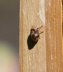 Clastoptera obtusa