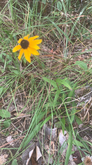 Rudbeckia