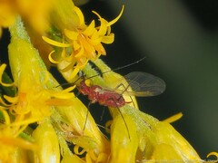 Uroleucon nigrotuberculatum