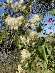 Clematis dioica