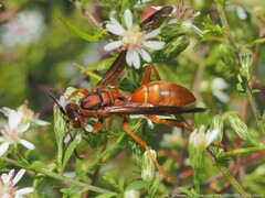 Polistes rubiginosus