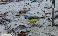 Motacilla flaviventris