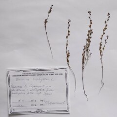 Veronica dillenii