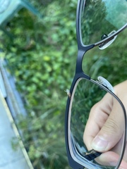 Brachymyrmex depilis