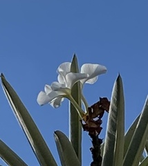 Pachypodium lamerei