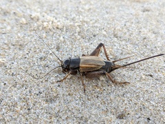 Gryllus