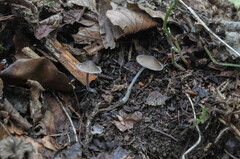 Mycenella bryophila