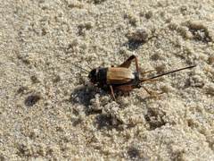 Gryllus