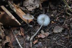 Mycenella bryophila