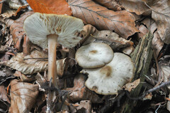 Rhodocollybia asema