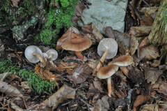 Lactarius subdulcis